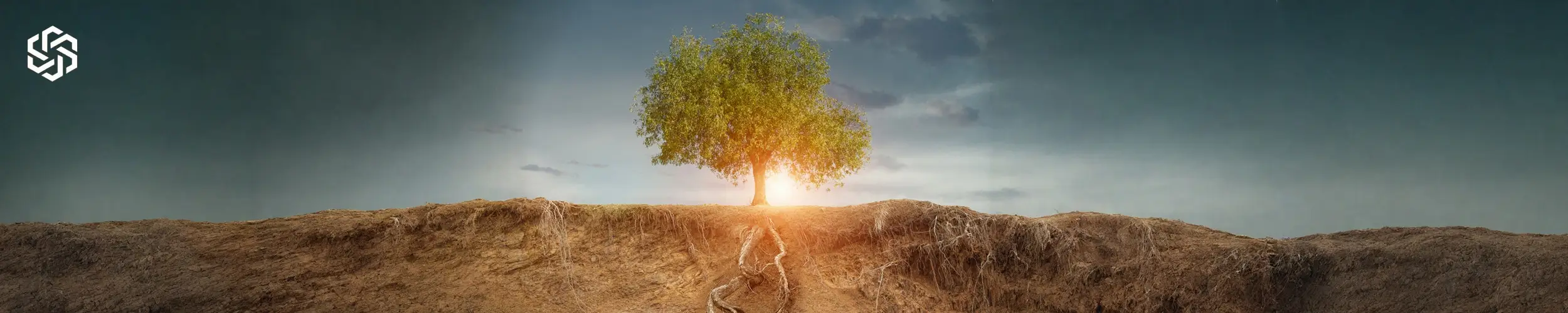 Tree symbolizing growth, balance, and regenerative health